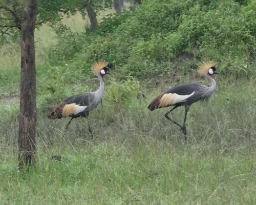 Crested cranes