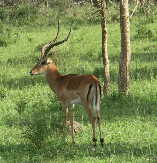 Impala