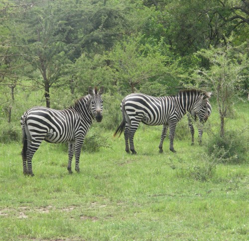 Zebras